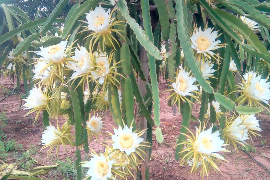 Florada Pitaias