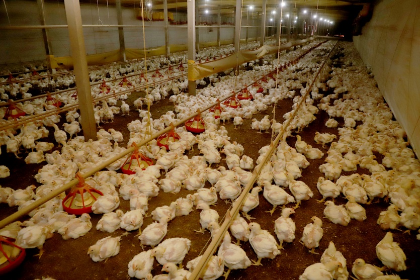 Produção De Frango. Toledo 06 2021. Foto: Ari Dias/aen