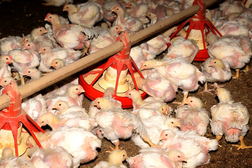Produção De Frango. Toledo 06 2021. Foto: Ari Dias/aen