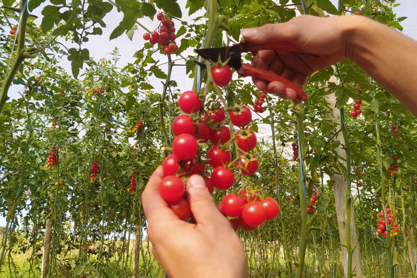 Agro Lolli (1)