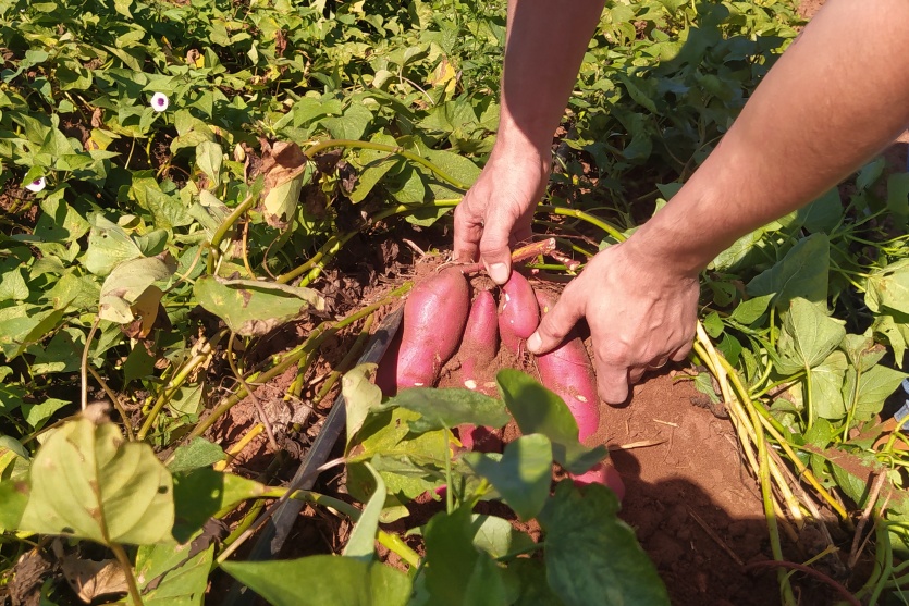 Agro Lolli (10)