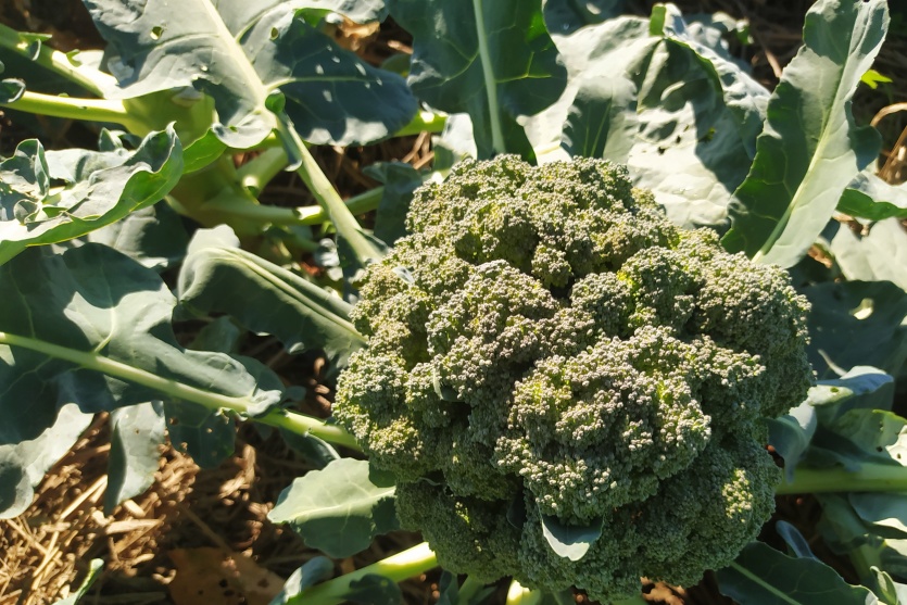 Agro Lolli (14)