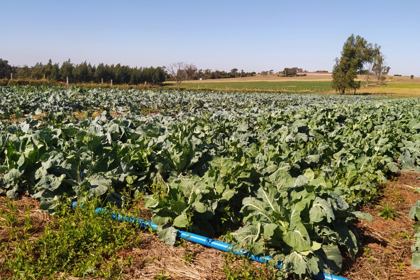 Agro Lolli (15)
