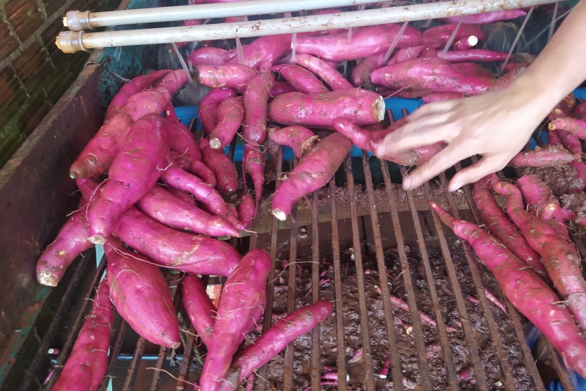 Agro Lolli (3)