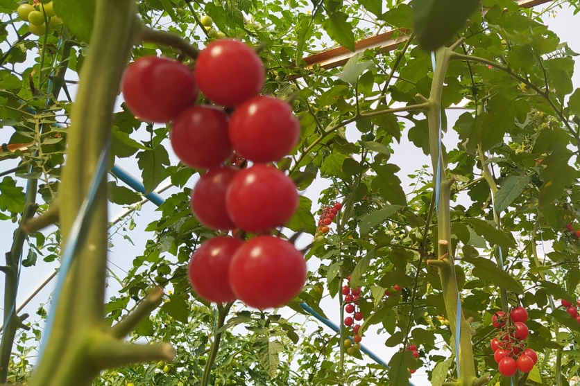Agro Lolli (4)