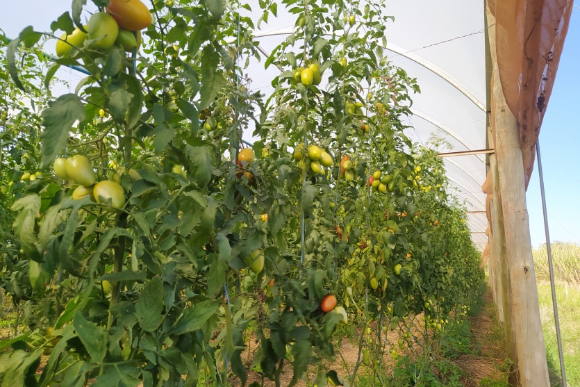 Agro Lolli (8)