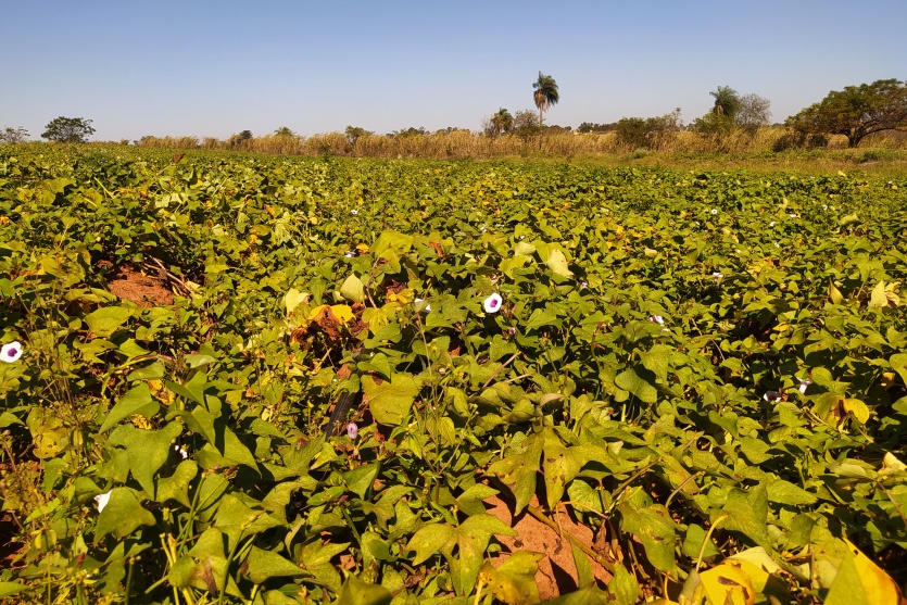 Agro Lolli (9)
