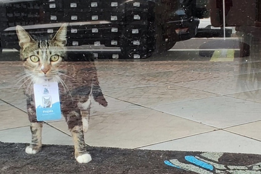 Gato de rua adotado por empresário dentro da loja de calçados