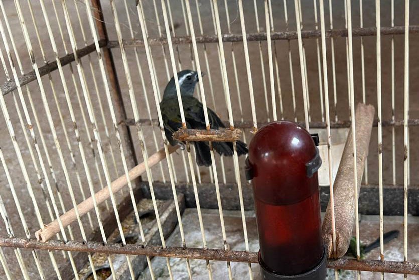 Aves 1 Iat Umuarama