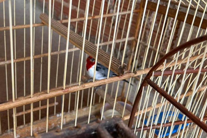 Aves 3 Iat Umuarama