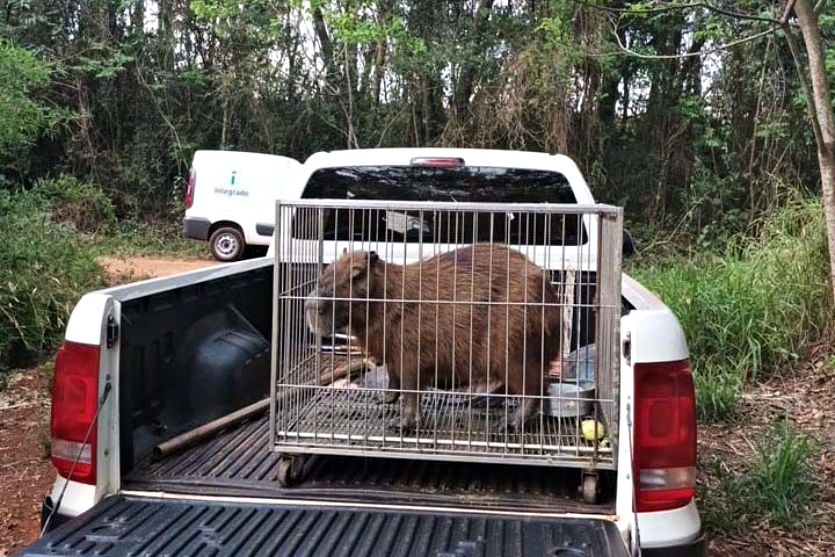 Capivara 5 Iat Campo Mourao