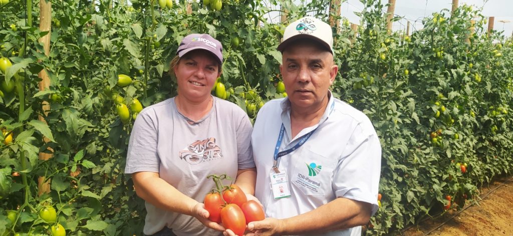 Tomate No Piava (3)